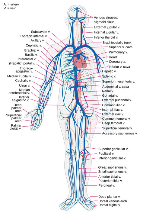 blood vessel system diagram.